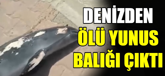 Çocuklar ölü yunus balığı buldu