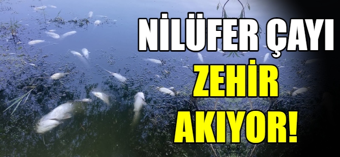 Nilüfer Çayı zehir akıyor