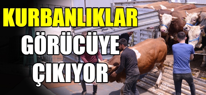 Hayvan Pazarının kapıları açıldı