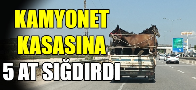 Kamyonetin kasasına 5 adet at sığdırdı