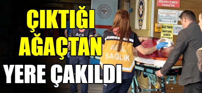 Çıktığı ağaçtan yere çakıldı