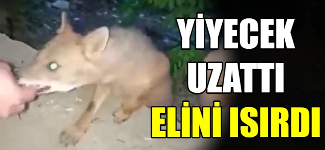 Tilki vatandaşın elini ısırdı