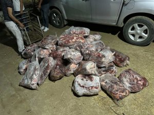 Aydın'da 1 ton domuz eti ele geçirildi