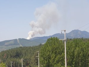 Bursa'da orman yangını