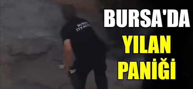 Bursa'da yılan paniği