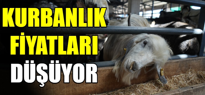 Kurbanlıklar alıcılarını bekliyor