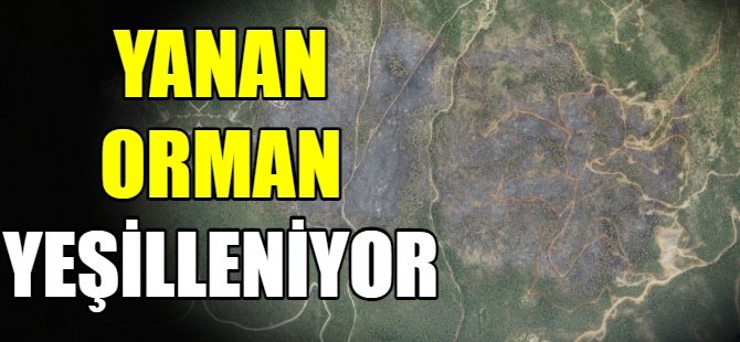 Yanan orman yeşillendiriliyor