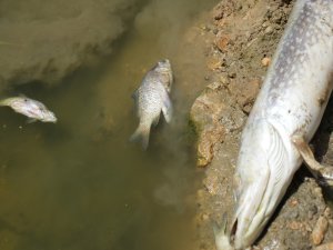 Nilüfer Çayı'nda balık katliamı
