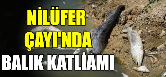 Nilüfer Çayı'nda balık katliamı