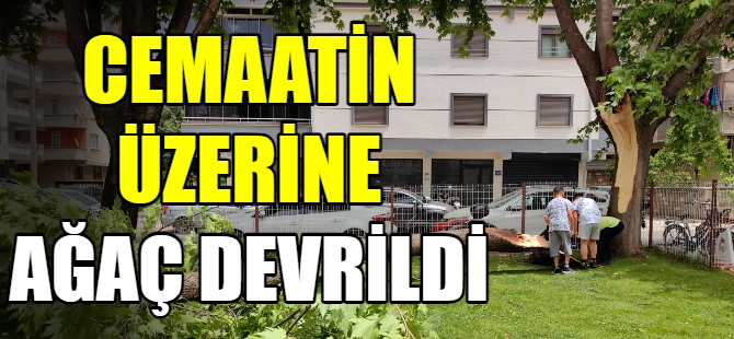 Cemaatin üzerine ağaç devrildi