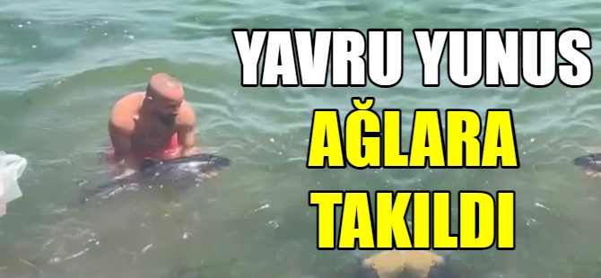 Yavru yunus ağlara takıldı