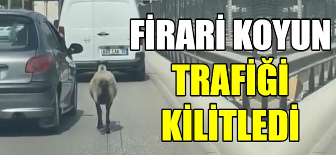 Firar eden koyun, trafiği alt üst etti