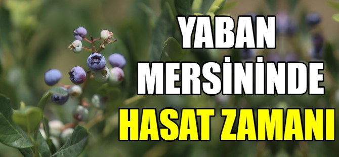 Yaban mersininde hasat zamanı