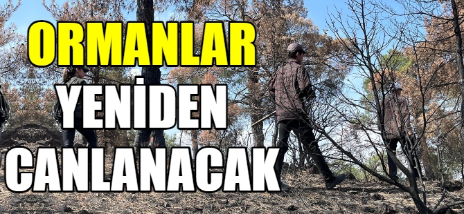 Yanan ormanlar yeniden yeşillendiriliyor