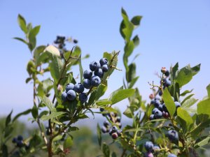 Yaban mersini hasadı başladı