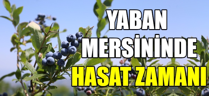 Yaban mersini hasadı başladı