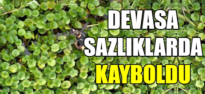 Devasa sazlıklarda kayboldu