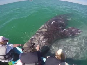 Dev balinalar ile yakın temas