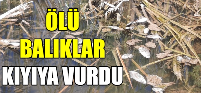 Kurtul göletinde balık ölümleri