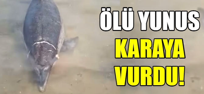 Ölü yunus karaya vurdu