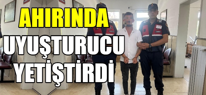 Ahırında uyuşturucu yetiştirdi