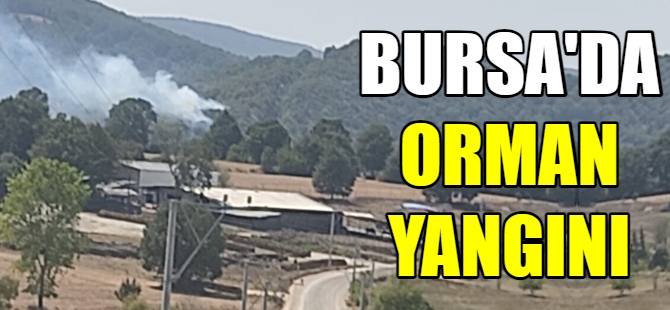 Bursa'da orman yangını