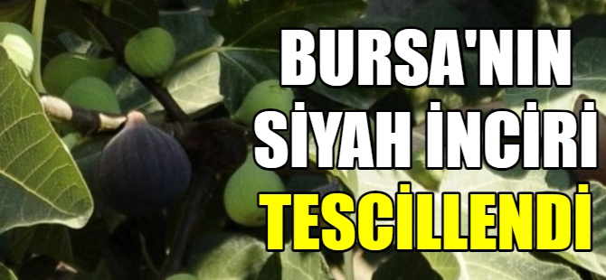 Bursa'nın siyah inciri tescillendi