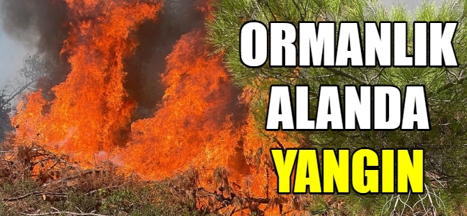 Ormanlık alanda yangın çıktı