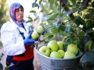 Elma ihracatı rakamları sevindirdi