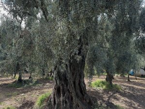 Bin 700 yıllık zeytin ağaçlarında hasat