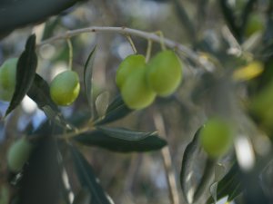 Zeytin rekoltesinde yeni rekor