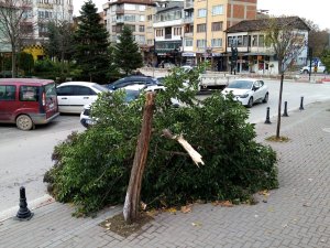 Lodos ağacı yerle bir etti