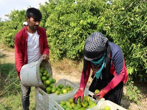 Suriyelilerin dönüşü tarım sektörünü sekteye uğratır mı?