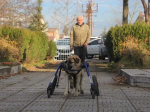 Günün yürek ısıtan haberi! Sakat kalan köpeğini yürüteç ile hayata bağladı