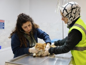 Bursa'da can dostlar yeni yuvalarına kavuşuyor