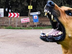 Köpek kuduz çıktı, mahalle karantinaya alındı