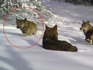 Bursa'da açık renkli kurt fotokapanlara yakalandı