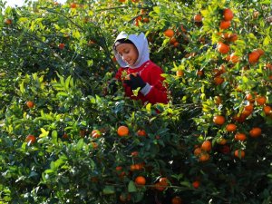 2024 ve 2025'in en mutlusu mandalina ve portakal çiftçisi