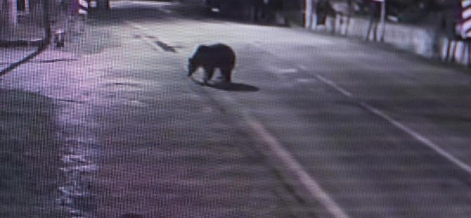 Bursa'da barınaktan kaçan ayıdan haber yok!
