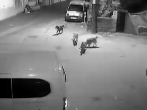 Bursa'da sahipsiz köpekler kediyi parçaladı