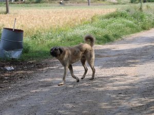 Bakan Tunç açıkladı: 3 kentteki başıboş köpek saldırılarına soruşturma