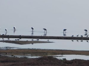 Flamingolar göç yolunda İznik Gölü’nde mola verdi