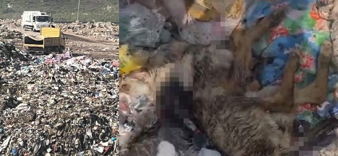 Osmangazi Belediyesi'nden katliam açıklaması