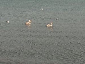 Pelikanlar İznik Gölü'nü süsledi