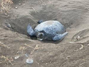 Akdeniz'in simgesi carettalar döndü
