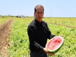 Karpuz fiyatları düştü