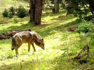 Nesli tükenmekte olan Bozkurt, Bursa'da görüntülendi
