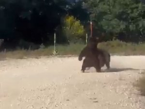 Güreşen ayılar uçuruma yuvarlandı