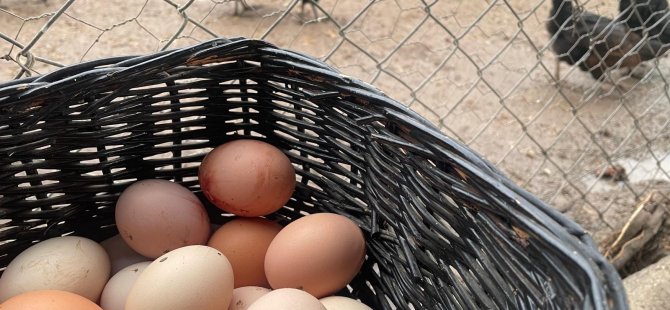 Yumurta üretiminde büyük düşüş!