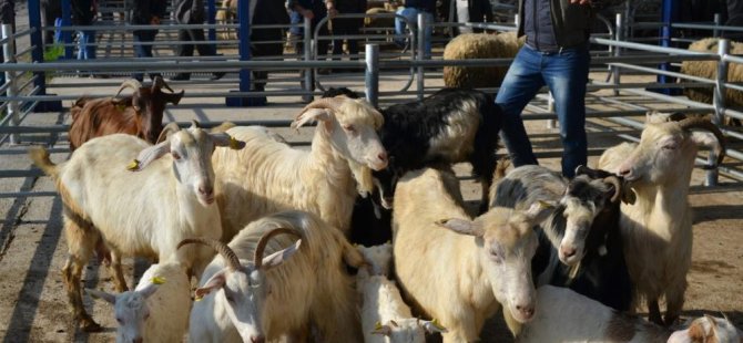 Bursa'da şap alarmı! Pazar kapatıldı...
